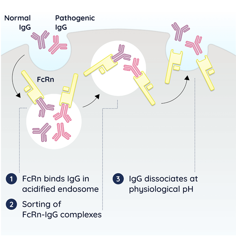 FcRn recycling pathway: FcRn binds IgG in acidified endosome, releases at physiological pH