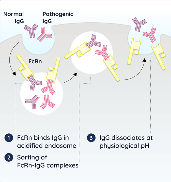 FcRn recycling pathway: FcRn binds IgG in acidified endosome, releases at physiological pH