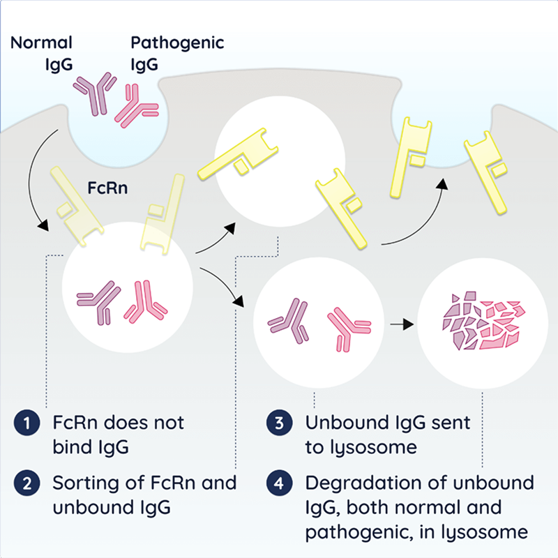 FcRn pathway: Unbound IgG, both normal and pathogenic, is sent to the lysosome for degradation, while FcRn is sorted separately