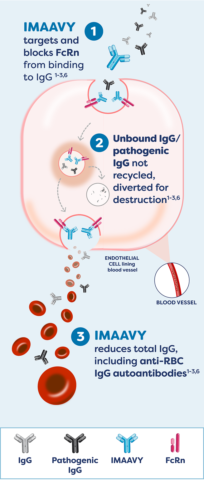 IMAAVY mechanism of action diagram