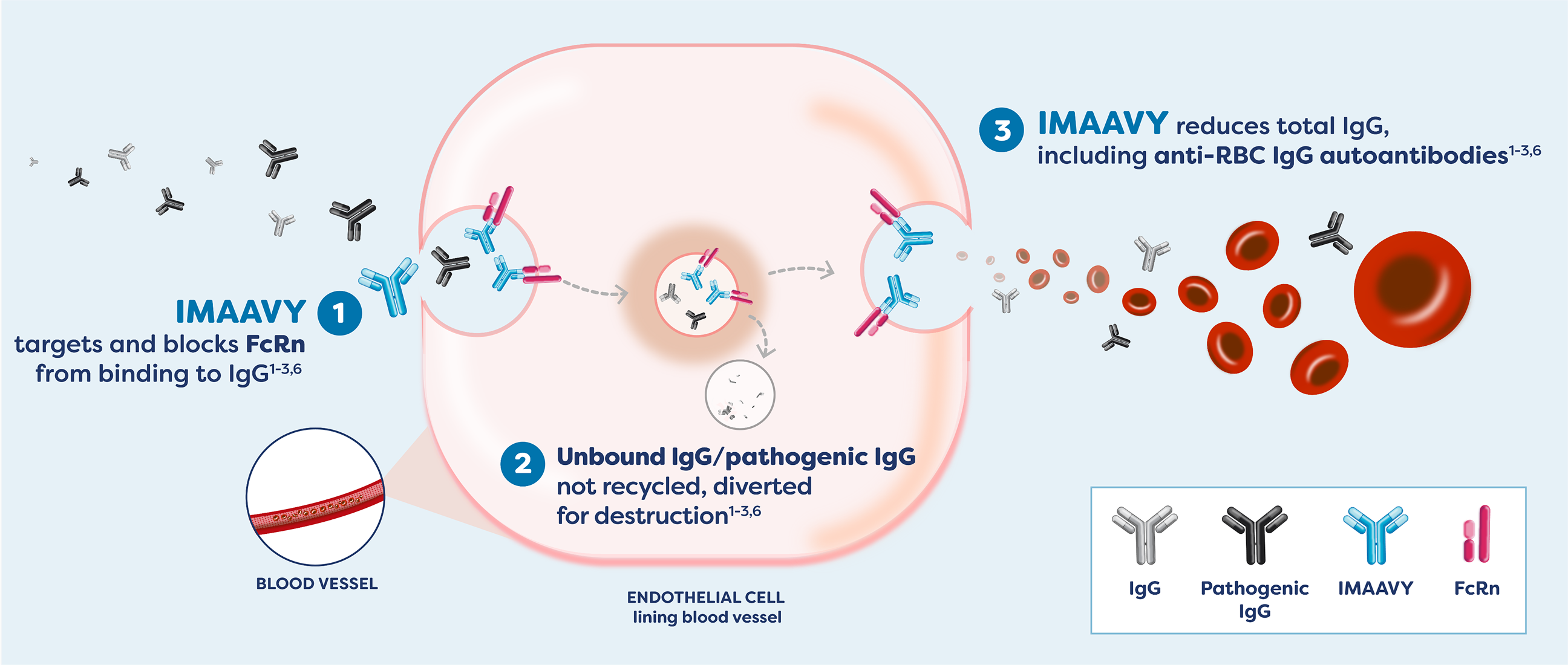 IMAAVY mechanism of action diagram