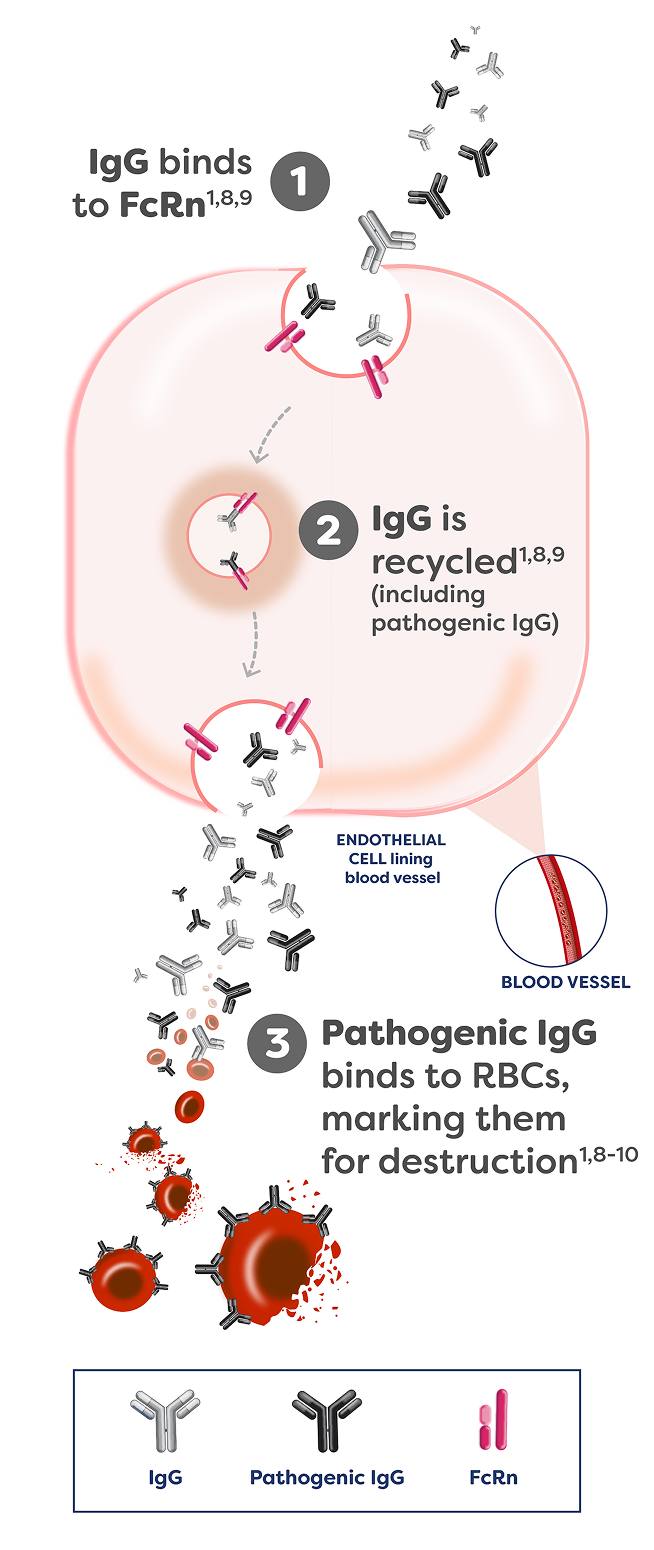 1. IgG binds to FcRn. 2. IgG is recycled (including pathogenic IgG). 3. Pathogenic IgG binds to RBCs, marking them for destruction.