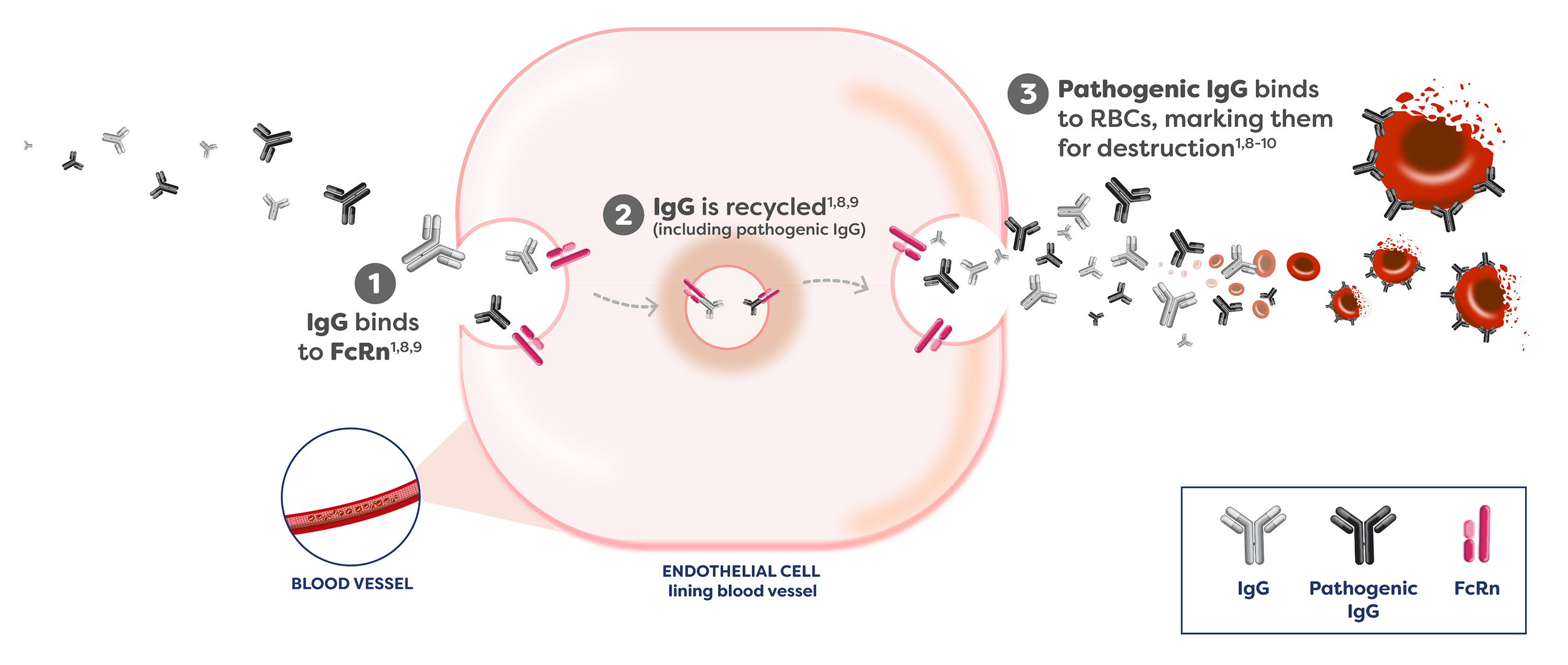 1. IgG binds to FcRn. 2. IgG is recycled (including pathogenic IgG). 3. Pathogenic IgG binds to RBCs, marking them for destruction.